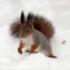 Little Squirrel's picture